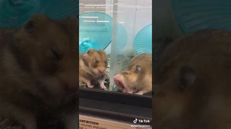 Hamster Licking Screen Tik Tok 🤣 Youtube