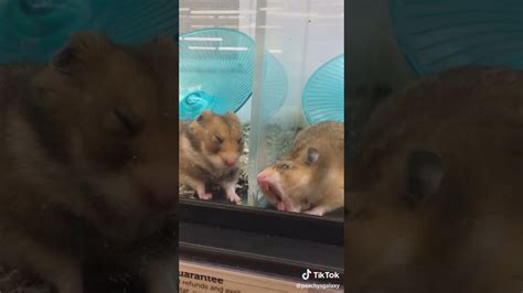 Hamster | 5.8b people have watched this. Hamster licking Screen Tik Tok 🤣 - YouTube