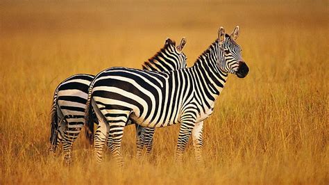 Hd Wallpaper Wildlife Grassland Zebra Africa Savanna Fauna
