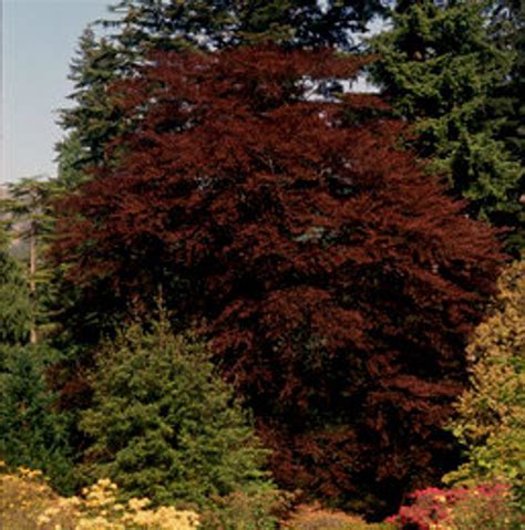 Fagus Sylvatica Atropurpurea Copper European Beech Tree Kigi Nursery