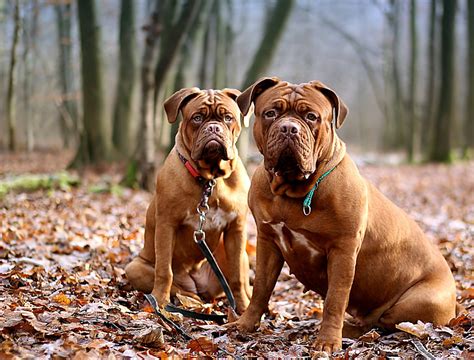 Dogue De Bordeaux Dog Breed Info Pictures Traits And Facts Hepper