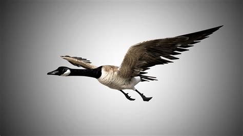 Canada Goose 3d Model By George55555