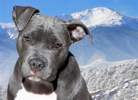 Blue Nose Pitbull Pictures Characteristics Price Health Diet