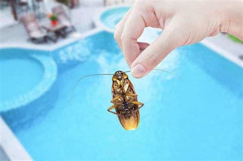 How To Get Rid Of Bugs In The Pool In Wichita