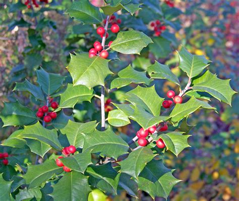 Holly Free Stock Photo Public Domain Pictures