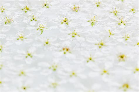 Ideale per arredare e decorare con raffinata eleganza qualsiasi vostro ambiente. Piccoli Fiori Bianchi Per Composizione Floreale / Modello ...