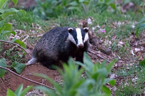 Theres No Such Thing As Too Many Badger Watches Scottish Wildlife Trust