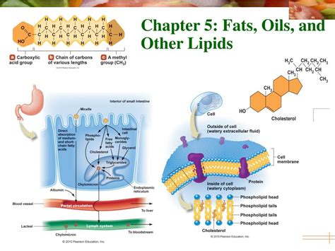 Ppt Chapter 5 Fats Oils And Other Lipids Powerpoint Presentation