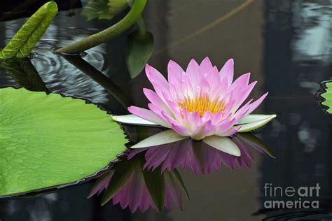 Waterlily Echoes Echoes Photograph By Byron Varvarigos Fine Art America