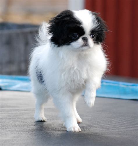 Japanese Chin Breed Guide Learn About The Japanese Chin