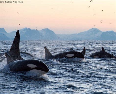 Zusammen mit buckelwalen und finnwalen versammeln sie sich im november, um heringe zu jagen. Pin on orcas