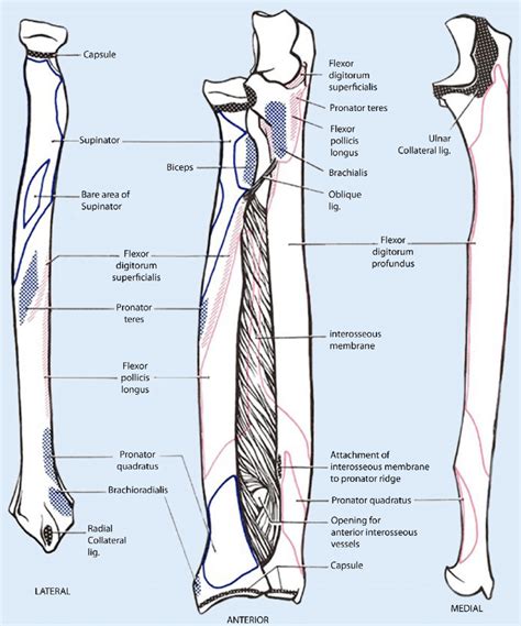 9 Schematic Drawing Of Both The Radius And The Ulna Left And Right