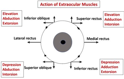 Orbit Contents Contents And Extraocular Muscles