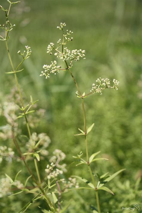 Northern Bedstraw Galium Boreale Taylor Creek Restoration Nurseries