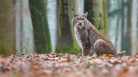 Lynx Lynx Lynx British Mammals Woodland Trust