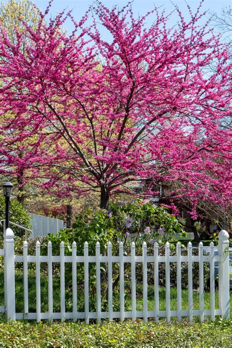 How To Choose Plant And Grow A Redbud Tree Hgtv