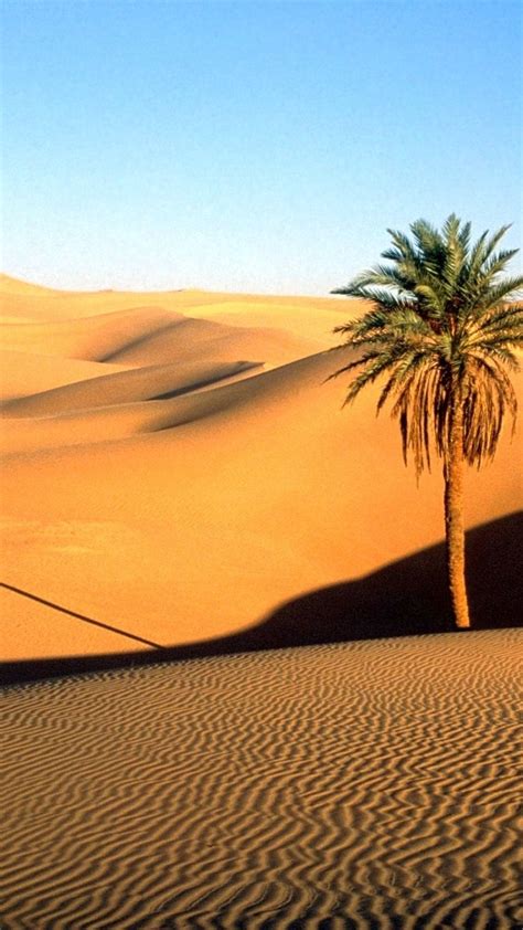 Sahara Desert Palm Tree 1080x1920 Wallpaper