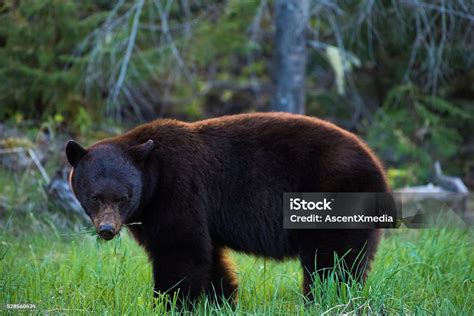 Close Up Of A Wild Black Bear Stock Photo Download Image Now Canada