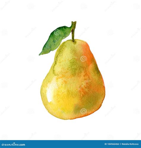 Watercolour Pear Illustration Hand Drawn Sweet Pear Fresh Fruit