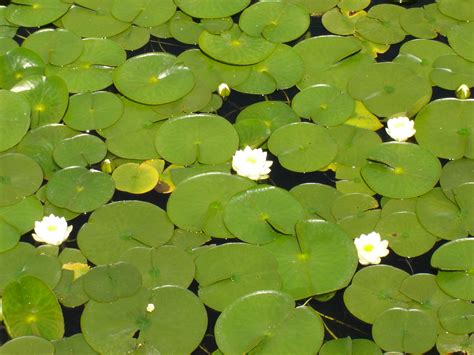 Lily Pad Wallpapers Wallpaper Cave