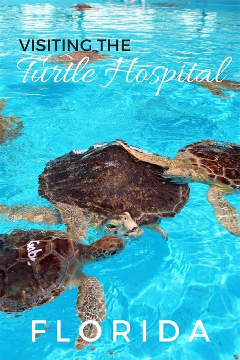 Florida Keys Turtle Hospital Marathon Island Amazing Place To Visit