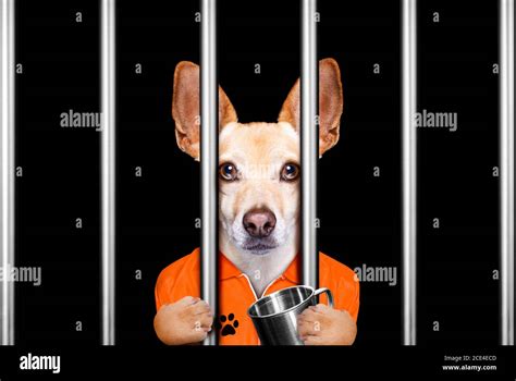 dog behind bars in jail prison Stock Photo - Alamy