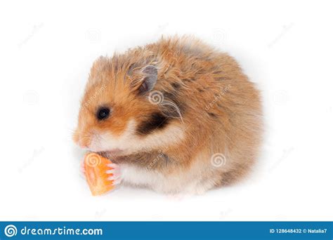 Funny Syrian Red Hamster Eating A Piece Of Carrot Stock Photo Image