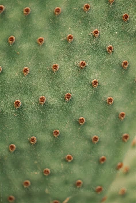 Macro Shoot Of Green Cactus By Stocksy Contributor Javier Pardina