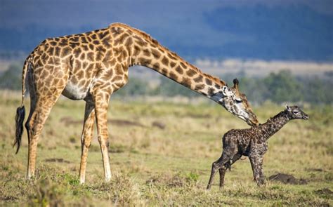 Heartwarming Pictures Show Giraffe Giving Birth To Baby Before Lovingly