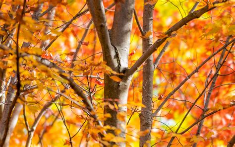Download Wallpaper 3840x2400 Trees Branches Leaves Autumn Nature 4k