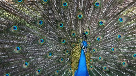 Peacock is nbcuniversal's streaming video service, with free and paid subscription tiers available to access its content. Peacocks Don't Just Show Their Feathers, They Rattle Them - The New York Times