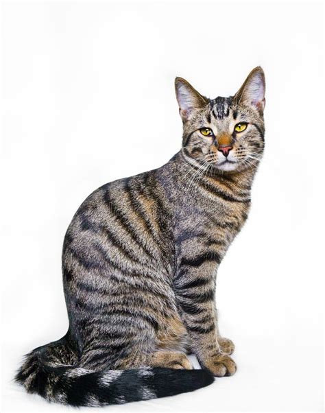 Sitting Mackerel Tabby Cat Stock Photo Image Of Fluffy 23200152