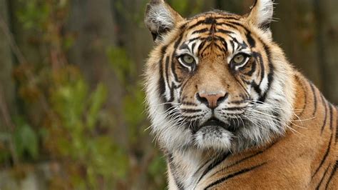 1366x768px 720p Free Download Haunting Tiger Siberian Tiger Tiger