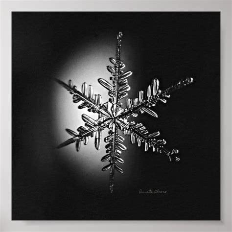 Black And White Stellar Dendrite Snowflake Poster