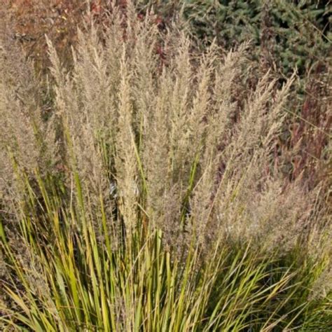 Korean Feather Reed Grass Calamagrostis Brachytricha For Sale