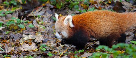 Red Panda Twins Debut At Belfast Zoo Zooborns