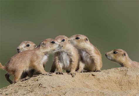 Prairie Dog Pups Photograph By Lowell Monke