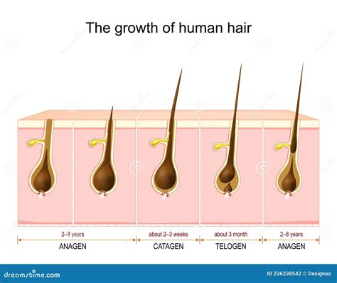 Anagen Hair Growth Phase In A Skin Cross Section Vector Illustration