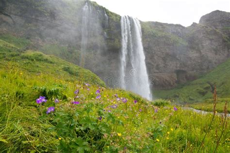 Seljalandsfoss Waterfall And Meadow Flowers Iceland Stock Photo