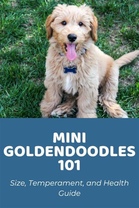 Mini Goldendoodle 101 Size Characteristics And Health Guide