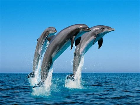 El Delfín Fotos Características Inteligencia Hábitat Y