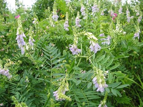 Goats Rue Plant Metformin And Medication Action In The Body Owlcation