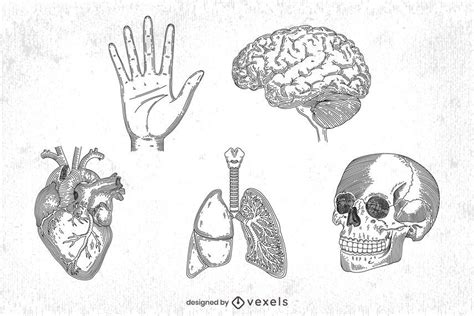 Conjunto De Anatomía Humana Dibujada A Mano Descargar Vector