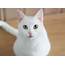 The Best White Cat Breeds To Keep As Pets