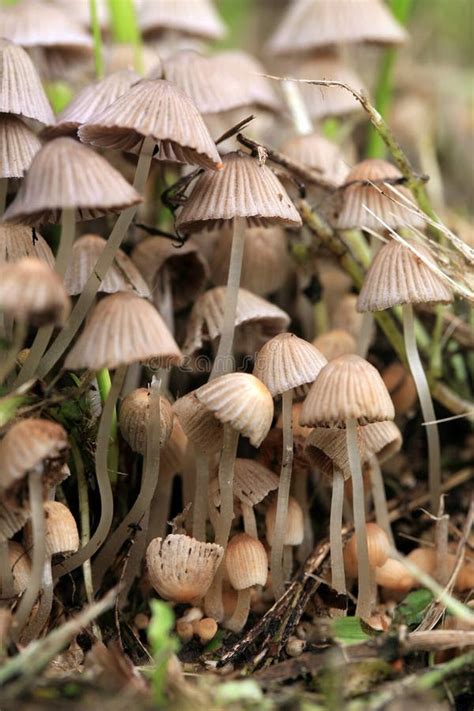 A Group Of Hallucinogenic Mushrooms Stock Image Image Of Natural