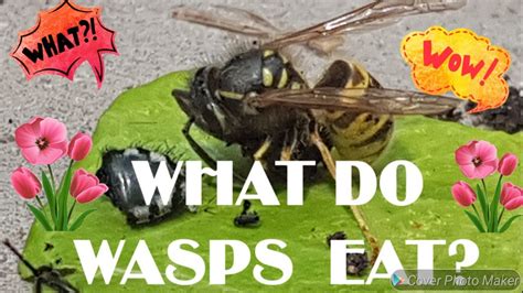 What Do Wasps Eat Do Wasps Eat Other Wasps Youtube
