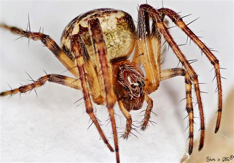 Spider Zygiella Atrica Canon 700d Tamron Sp Af 90 F2 Flickr