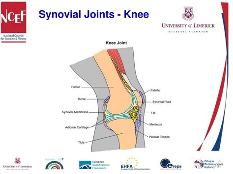 Ppt Module 1 Introduction To Human Movement Studies Kinesiology 20