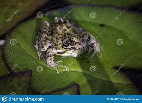 The Common Frog Rana Temporaria Is A Welcome Guest In The Garden