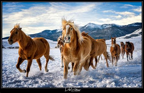 Photographing Horses In Winter American Photo Treks Llc
